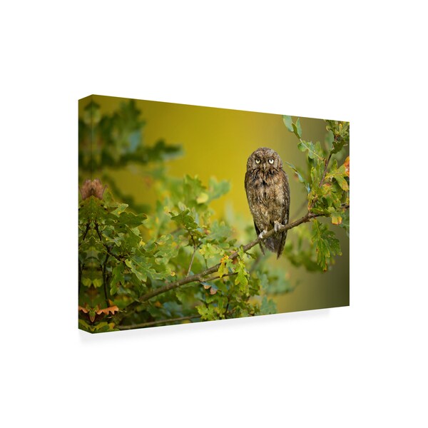 Milan Zygmunt 'Eurasian Scops Owl Perched' Canvas Art,16x24